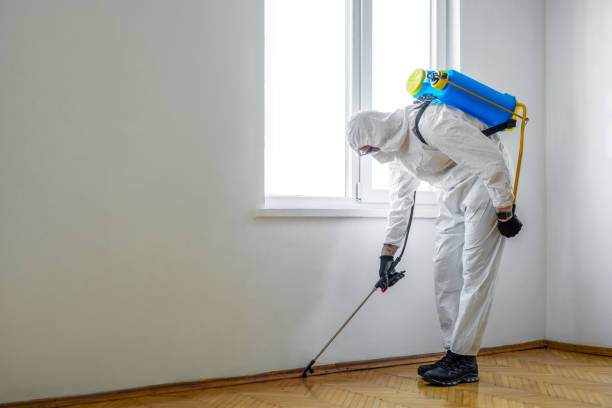 Best Local Pest Control Services  in Mineola, NY