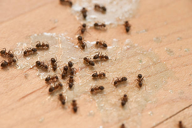 Best Ant Control Services  in Mineola, NY
